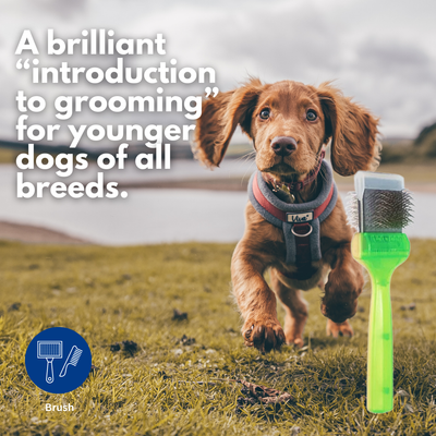 Activet Brush Single Green/Gold SilCoater