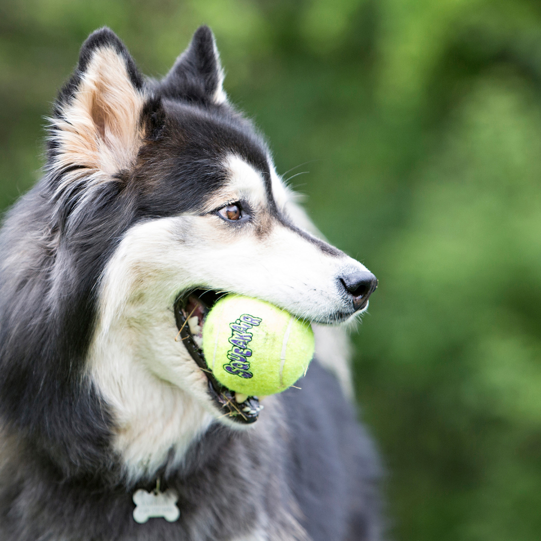 KONG AirDog Squeaker Balls Medium 3 pk