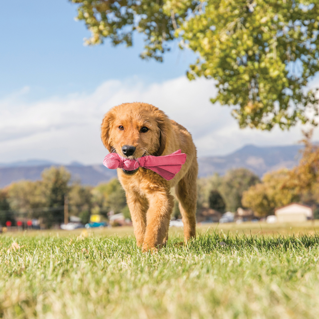 KONG Puppy Pack Essentials
