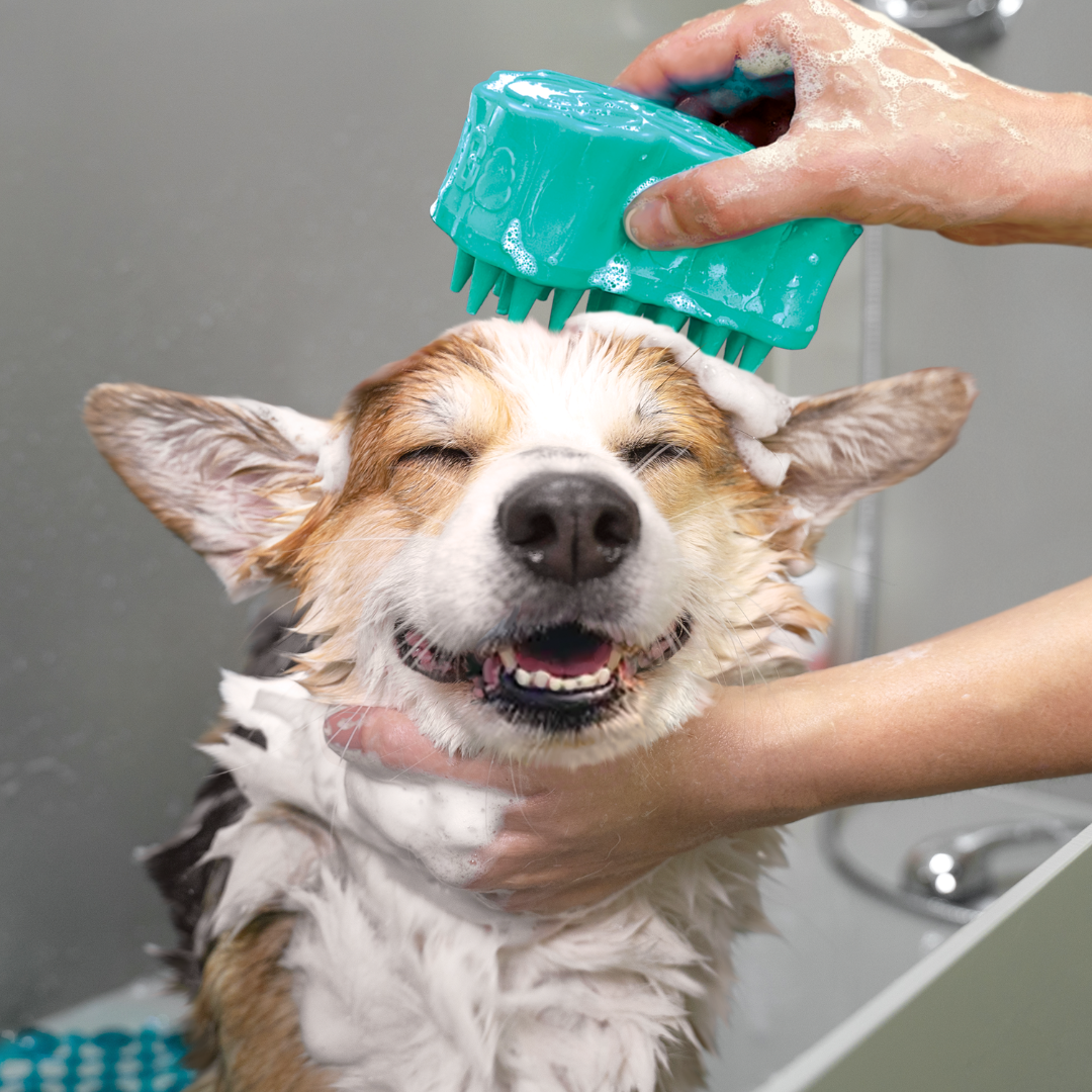 KONG Zoom Groom Large