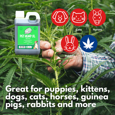 Pet Hemp 100% Pure Hemp Seed Oil XL 500mls