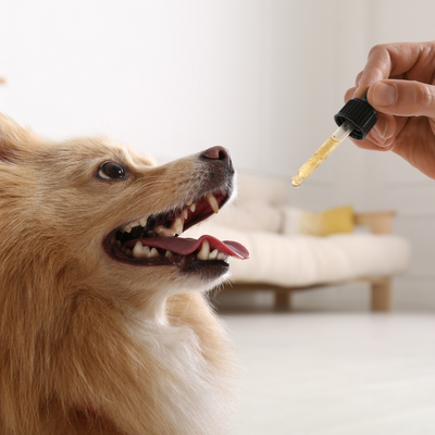 Hemp & CB2 Oil - Natural Wellness for Dogs: Discover the Benefits of Hemp & CB2 Oil