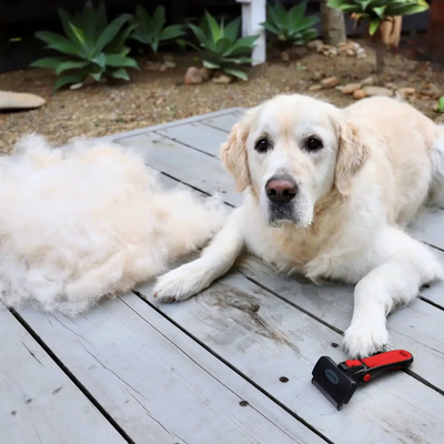 Healthy Skin, Happy Pooch: What Every Dog Parent Should Know