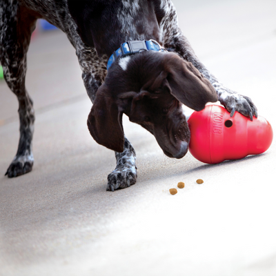 The Best Toys for Active Dogs: Keeping Your Pooch Entertained (Even in Winter!)
