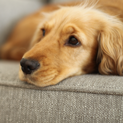 Sensitive Skin Solutions: Products for Itchy, Irritated Pooches