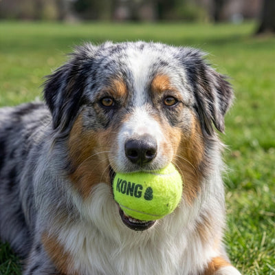 KONG AirDog Squeaker Balls Large 2pk