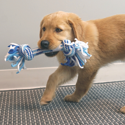 KONG Puppy Rope Ring Dog Throw & Tug Toy Assorted Medium
