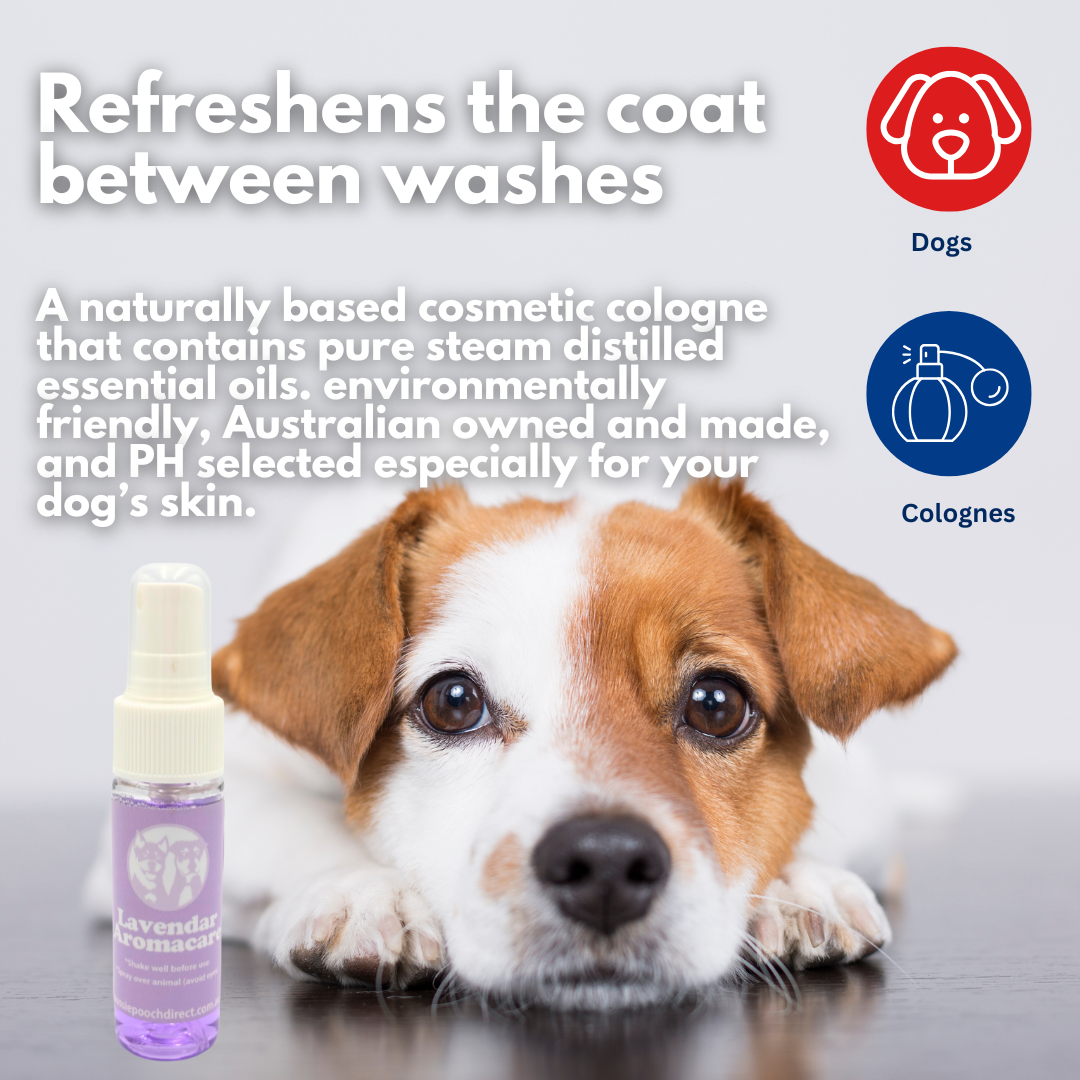 White Shampoo Travel Pack